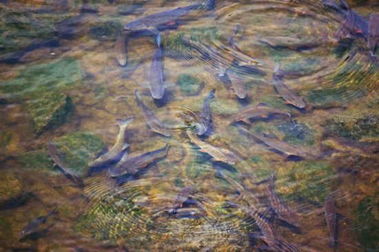 Iscas Vivas e Milho Cozido Pesca mais Argentina